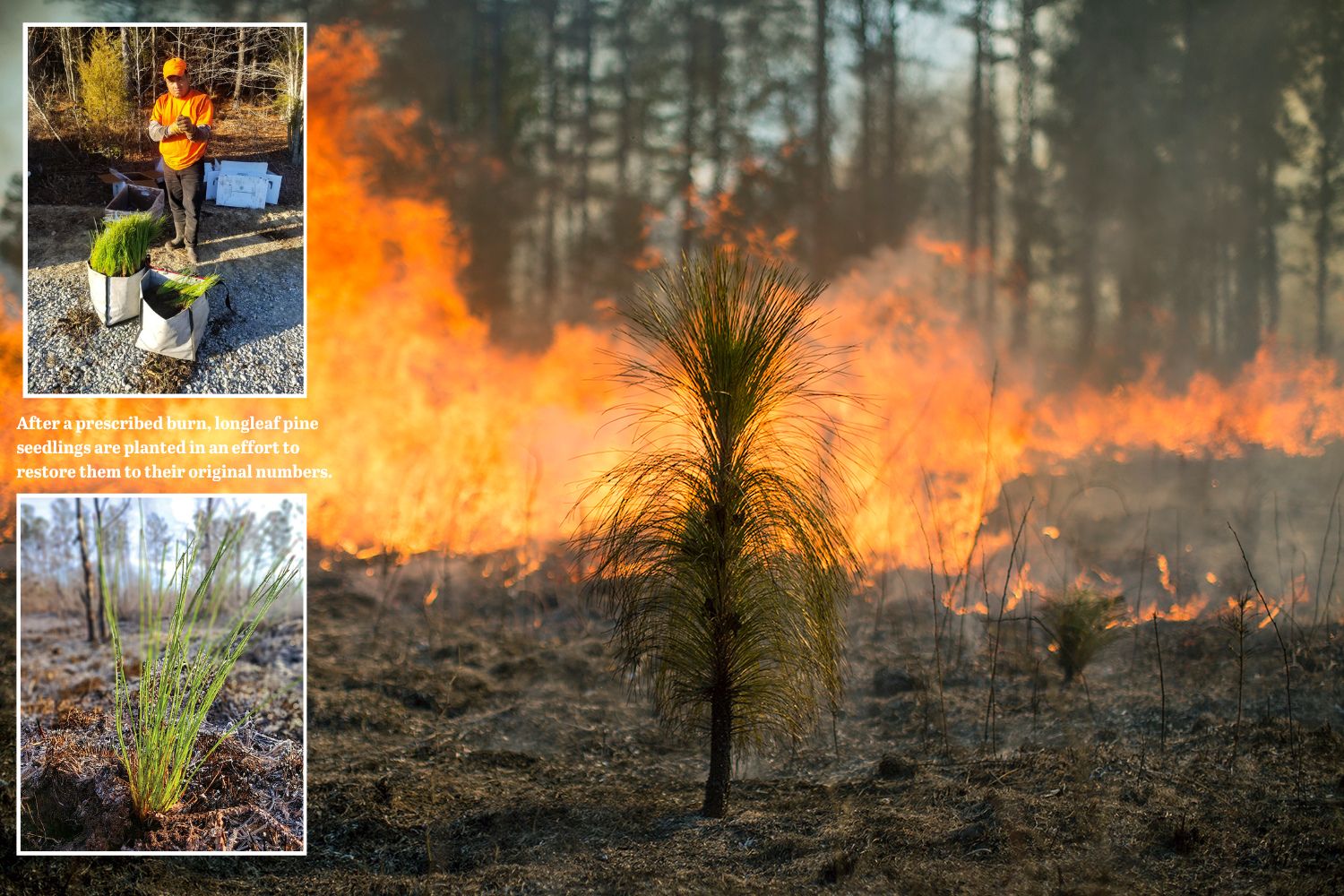 Après un brûlage dirigé, les pins de Loblolly pourraient être plantés afin d'établir une savane de pins.