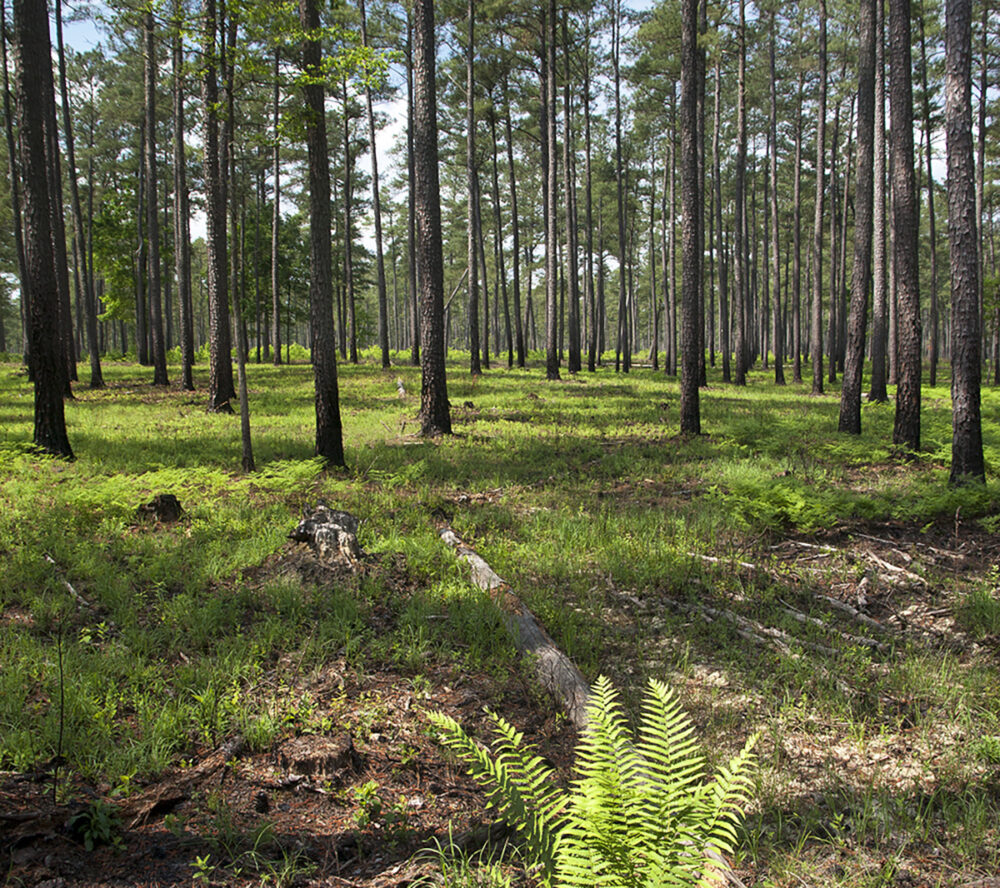 L'AMM de Big Woods commence à se renouveler après un brûlage dirigé. 