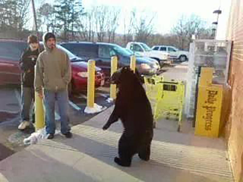 Une photo d'un ours noir se tenant sur ses pattes arrière à l'extérieur d'un magasin, avec deux personnes marchant très près de lui. 