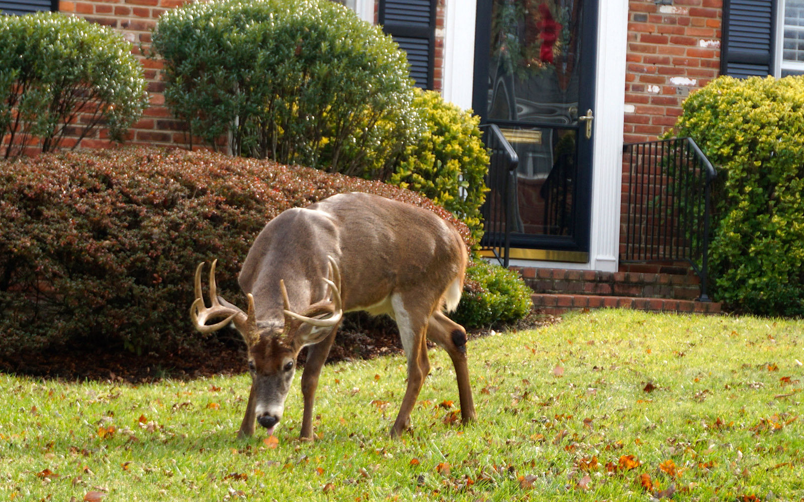Une photo d'un grand cerf de Virginie avec des bois se tenant sur la pelouse d'une maison en briques, à quelques mètres de la porte d'entrée. 