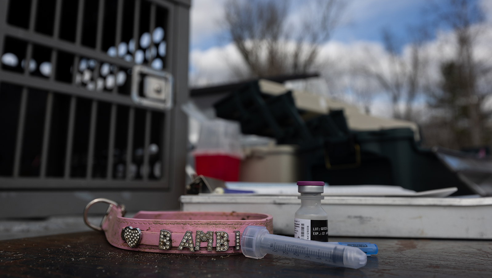 Une photo d'un collier rose avec des lettres Bambi posé sur le hayon d'un camion à côté d'une seringue et d'un flacon de médicaments. 