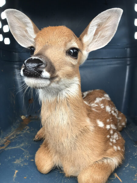 Photo d'un jeune faon de cerf de Virginie couché dans une cage pour chien, regardant vers le haut avec de grands yeux innocents.