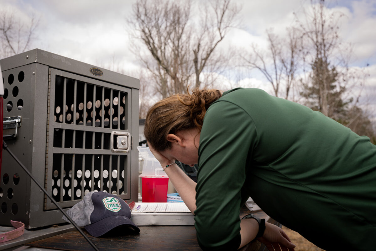 Une photo d'une professionnelle de la faune sauvage appuyant sa tête dans ses mains sur le hayon d'un camion.