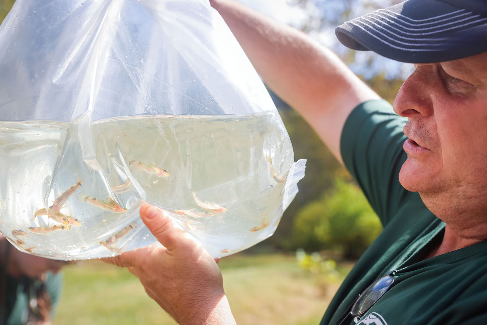 Une photo d'un homme en uniforme du DWR brandissant un sac en plastique rempli d'eau et de poissons juvéniles.