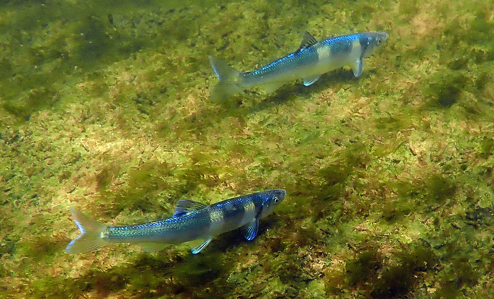 Photo sous-marine de deux petits poissons bleus.