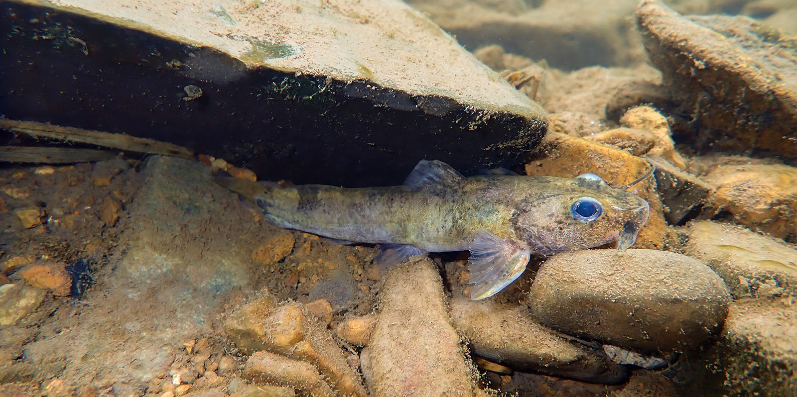 Photo sous-marine d'un petit poisson jaune rayé se cachant à moitié sous un rocher.