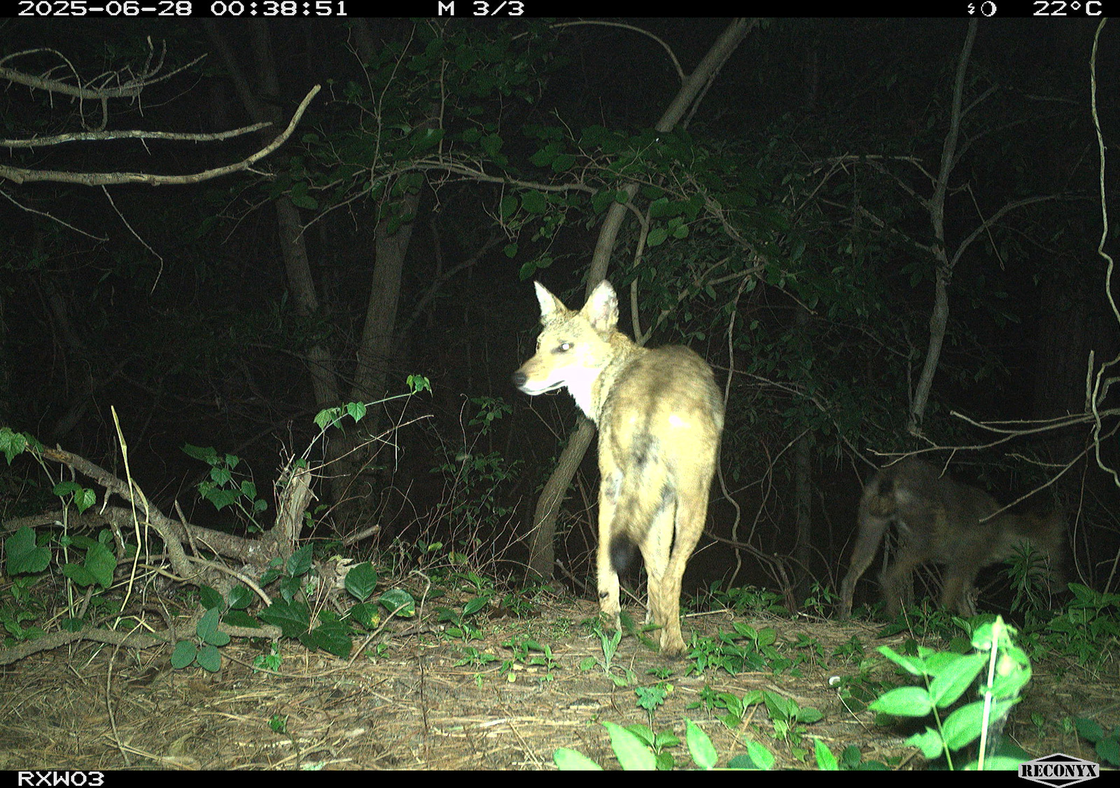 Photo d'un coyote prise par une caméra de surveillance.