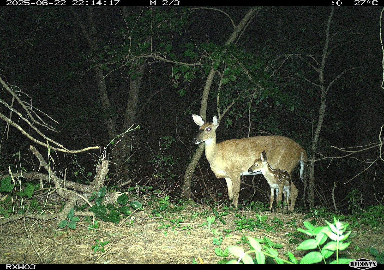 Photo d'une biche et d'un faon de cerf de Virginie prise à l'aide d'une caméra de suivi.