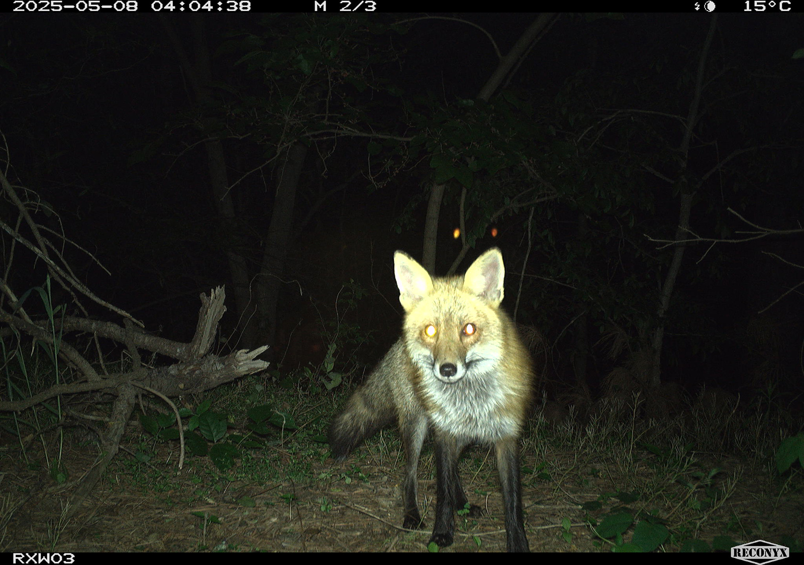 Photo d'un renard roux prise à l'aide d'une caméra de surveillance.