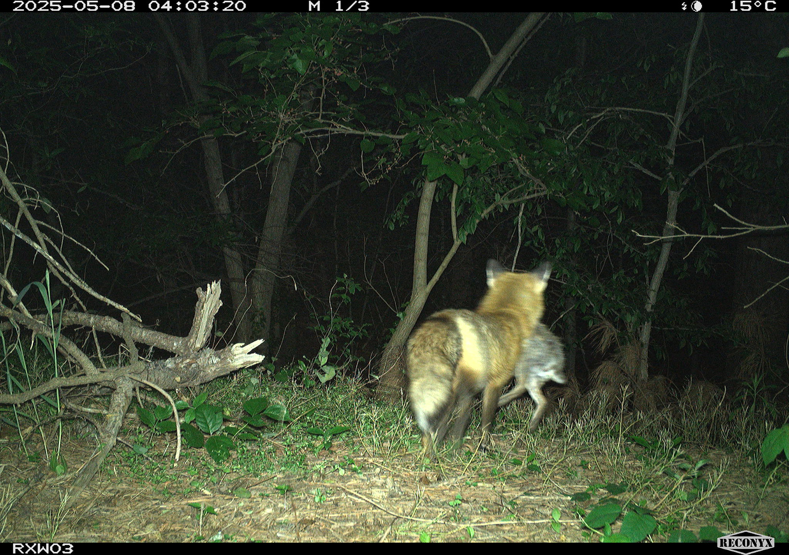 Photo d'un renard roux s'éloignant au trot avec un lapin à queue blanche dans la gueule.