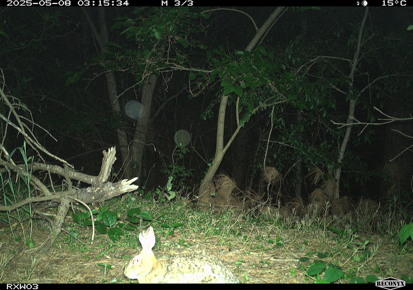 Photo d'un lapin à queue blanche de l'Est prise à l'aide d'une caméra de suivi.