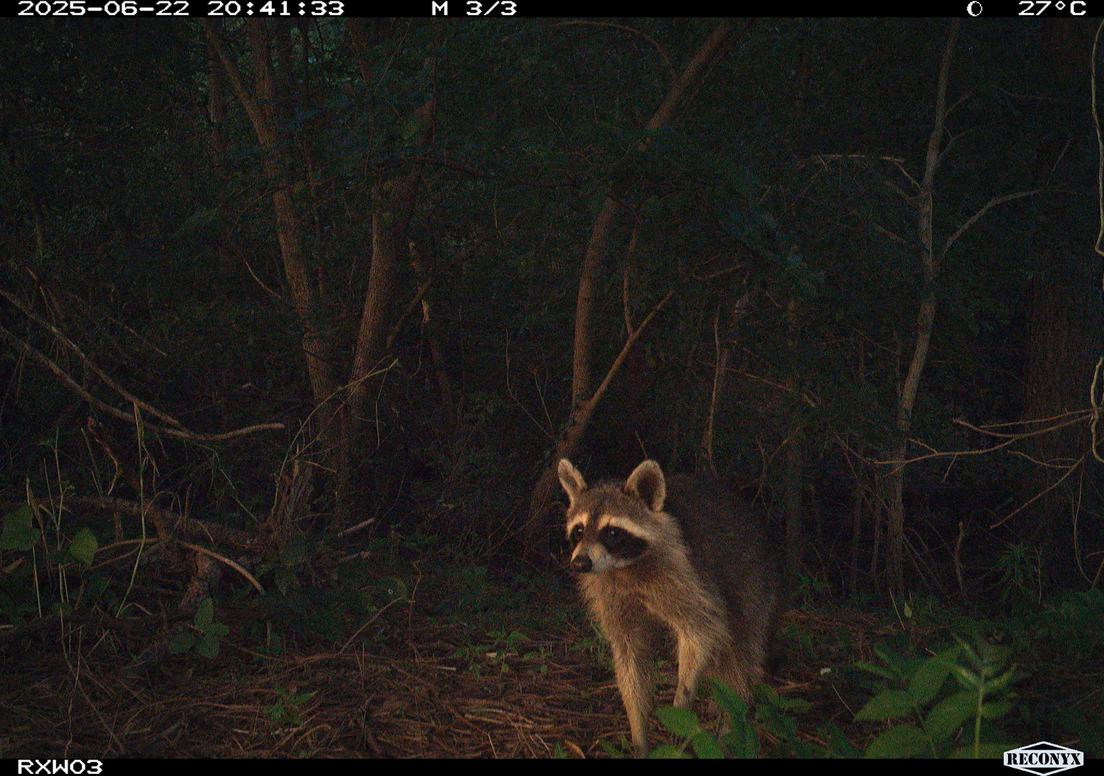 Photo d'un raton laveur prise par une caméra de surveillance.
