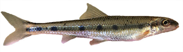 Image d'un poisson à dos olive avec des taches noires le long de son flanc, connu sous le nom de chevesne tacheté, qui est un poisson hôte de la moule à face de singe des Appalaches.