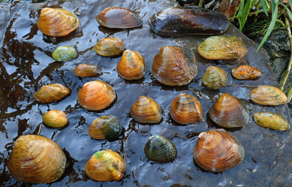 Image d'une variété de moules sur un rocher