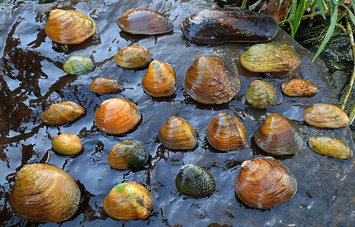 Une image montrait une variété d'espèces de moules dans la rivière et rappelait que le sud-ouest de la Virginie possède une grande diversité de moules et que les espèces en péril ont besoin de notre protection. 