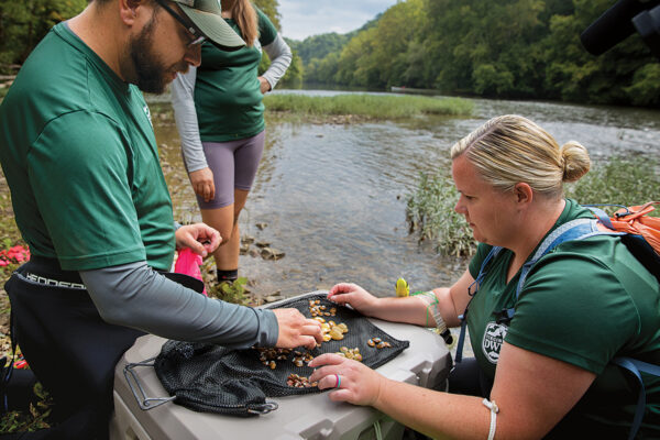 Les moules sont triées avant d'être relâchées dans la rivière.