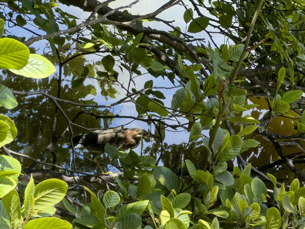 Un héron vert se cache dans un arbre au bord de l'étang. Crédit photo : Lisa Mease