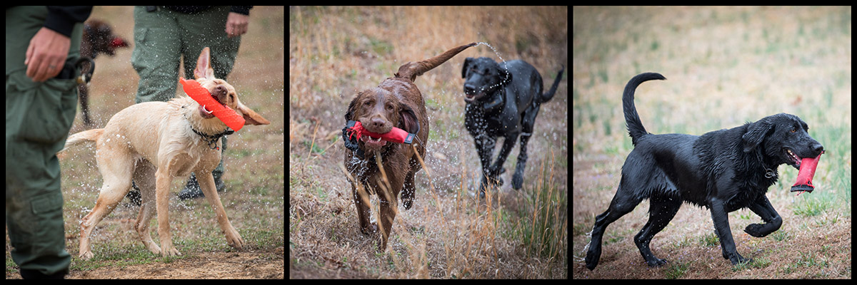 Montage d'agents K9 et de leurs jouets