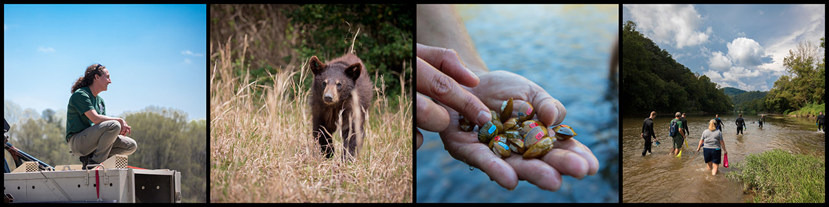 Image d'une variété de photos prises de gauche à droite ; personne libérant un animal en rééducation, ours dans un pré, poignée de moules, personnes marchant le long d'une rivière. 