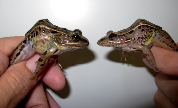 Une comparaison côte à côte des deux espèces. (grenouille léopard de la côte atlantique à gauche et grenouille léopard du sud à droite). Photo de J.D. Kleopfer.