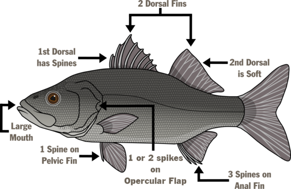 Poisson illustré nommant l'anatomie - Grande bouche, la première dorsale a des épines, deux nageoires dorsales, la deuxième dorsale est molle, trois épines sur la nageoire anale, une ou deux épines sur le rabat operculaire, une épine sur la nageoire pelvienne.