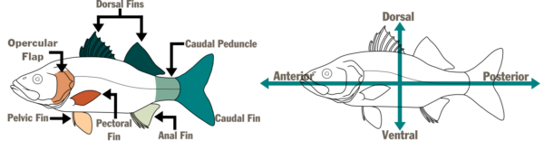 Schéma de deux poissons illustrés. La première, à gauche, nomme les parties du poisson : le volet operculaire, la nageoire dorsale, la nageoire caudale, le pédoncule caudal, la nageoire anale, la nageoire pelvienne et la nageoire pectorale. La seconde, à droite, comporte une flèche horizontale et une flèche verticale désignant les zones du poisson - antérieure, dorsale, postérieure et ventrale.