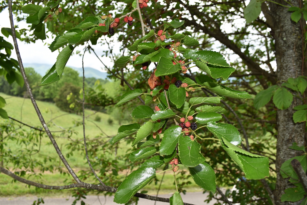 Image d'une branche d'arbre chargée de mûres rouges à différents stades de maturité.