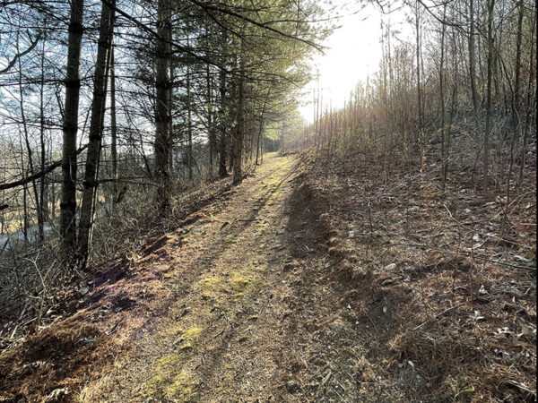 Écoutez les grives et les moineaux dans la litière de feuilles le long du Virginia Wildlife and Birding Trail. Crédit photo : Lisa Mease