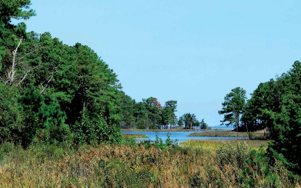 Une image de la rainette faux-grillon du New Jersey