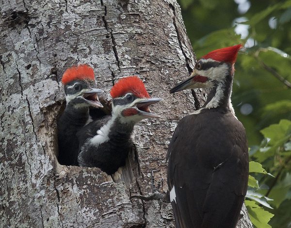 Image d'un pic mar et de deux poussins sur un arbre ; les poussins sont dans une cavité de l'arbre. Le pic mar a un plumage noir avec une bande blanche allant de l'aile au bec le long de la face et un mohawk rouge vif distinctif.