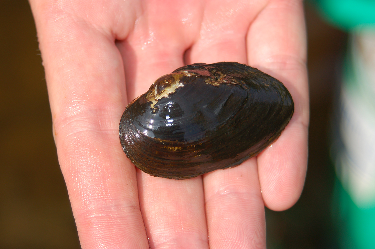 Image d'une moule arc-en-ciel dentelée de taille décente trouvée dans le bassin versant de la rivière James.
