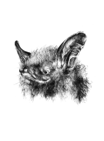 Image de la chauve-souris à longues oreilles