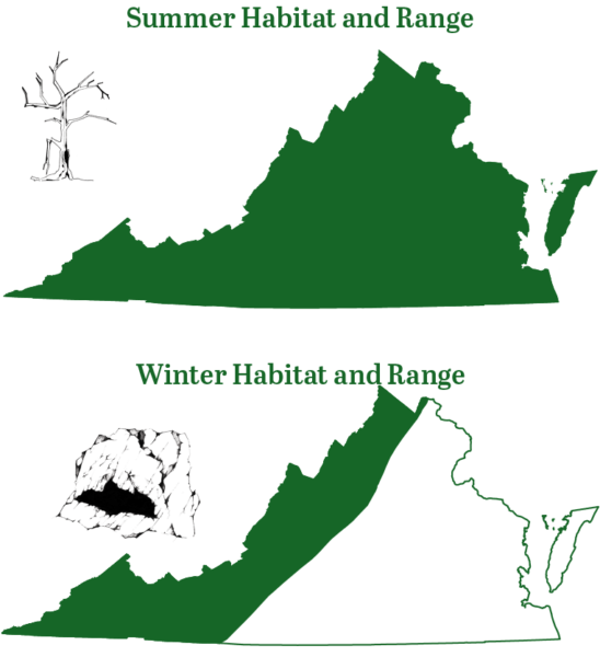 Pendant l'été, la chauve-souris à longues oreilles est présente dans toute la Virginie ; en hiver, son habitat se déplace vers les seules zones montagneuses existantes.