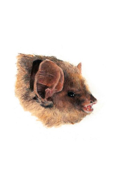 Une image de la chauve-souris jaune du Nord