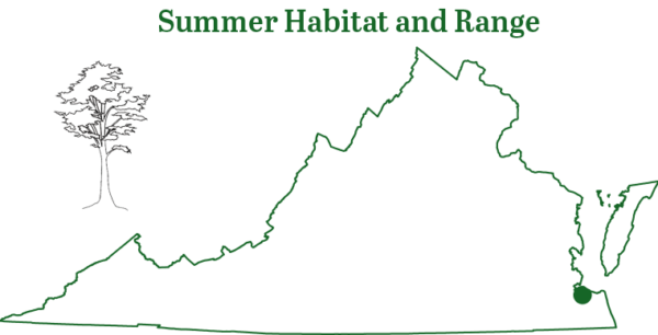 La chauve-souris jaune du Nord est présente dans une grotte du sud-est de la Virginie.