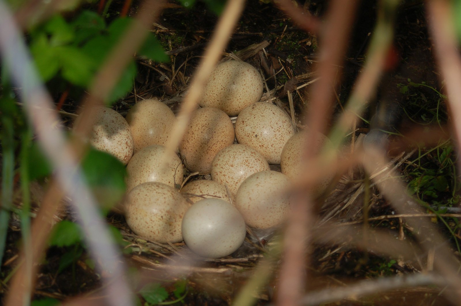Une photo en gros plan de 12 gros œufs dans un nid au milieu de hautes herbes.