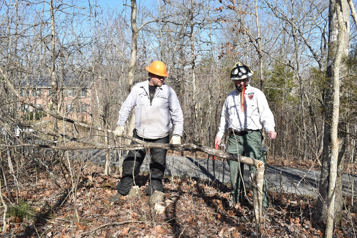Une photo de deux hommes portant des casques de protection au milieu des arbres, regardant un arbre qui a été partiellement coupé et qui est tombé.