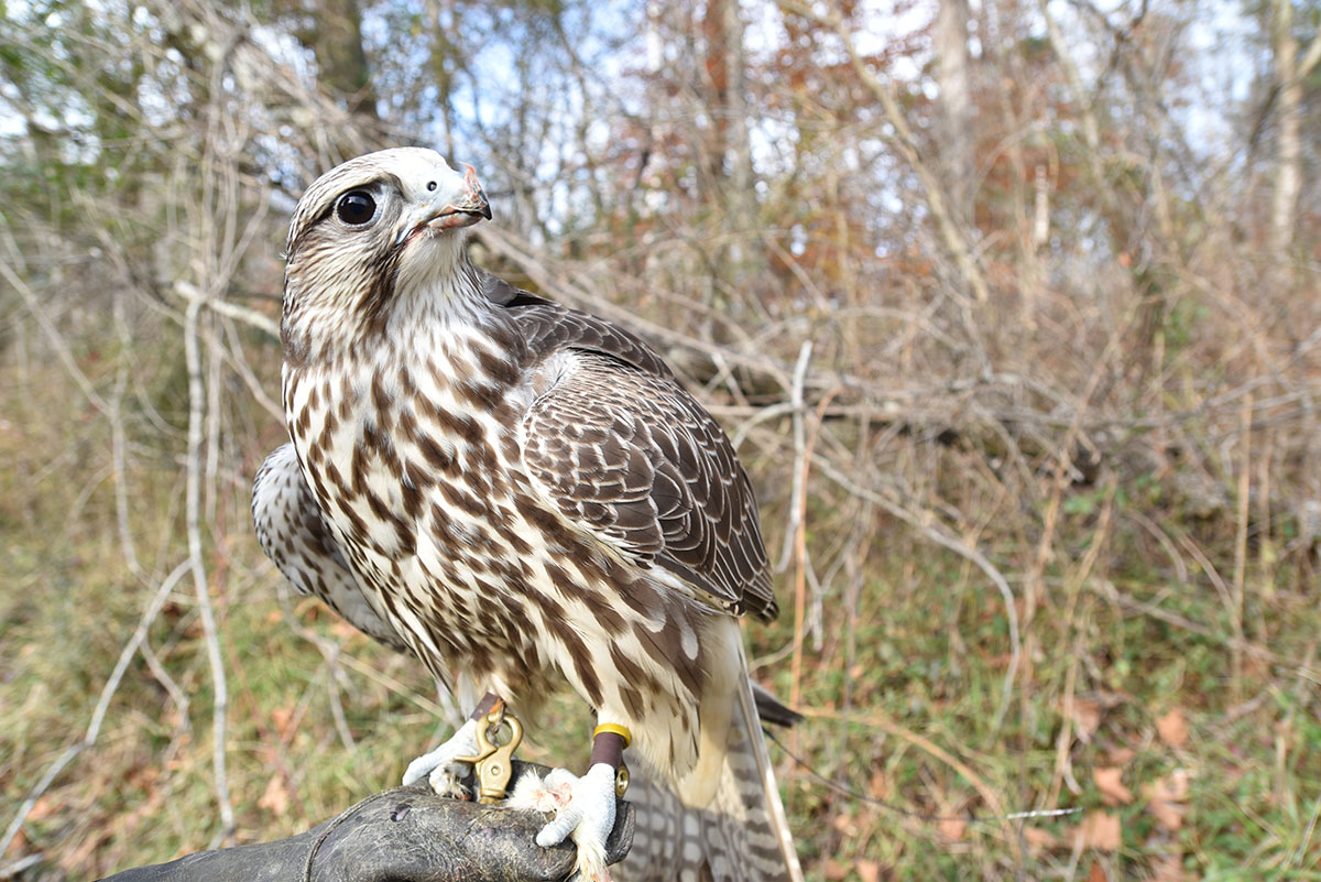 Image d'un faucon gerfaut nommé Gucci tenu par un fauconnier.