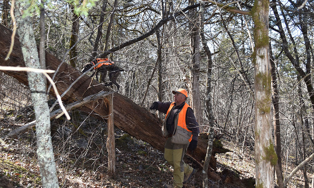 Image d'un labrador chocolat portant un gilet de visibilité, nommé Rosie, qui traque un écureuil dans un arbre tombé au sol.