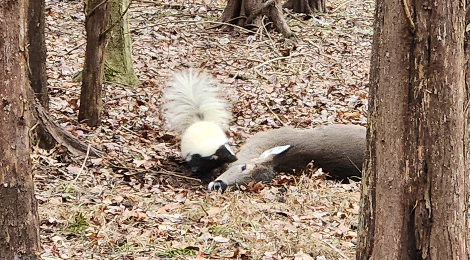 Photo d'une moufette reniflant le corps d'un cerf mort dans les bois.