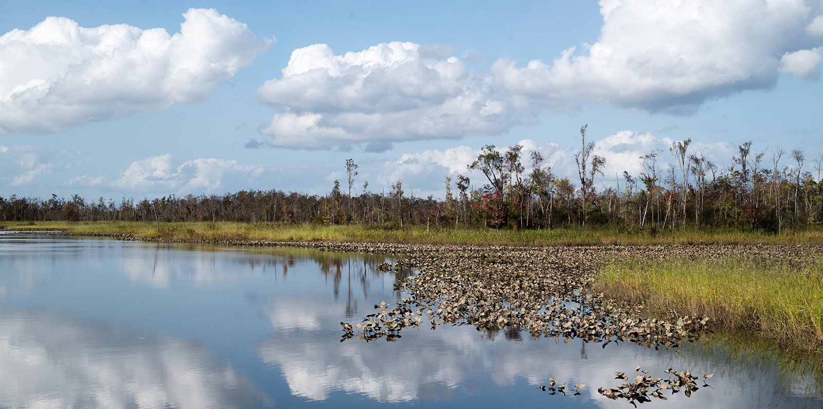 Une photo d'une belle eau calme et d'un bord marécageux avec des arbres en arrière-plan.