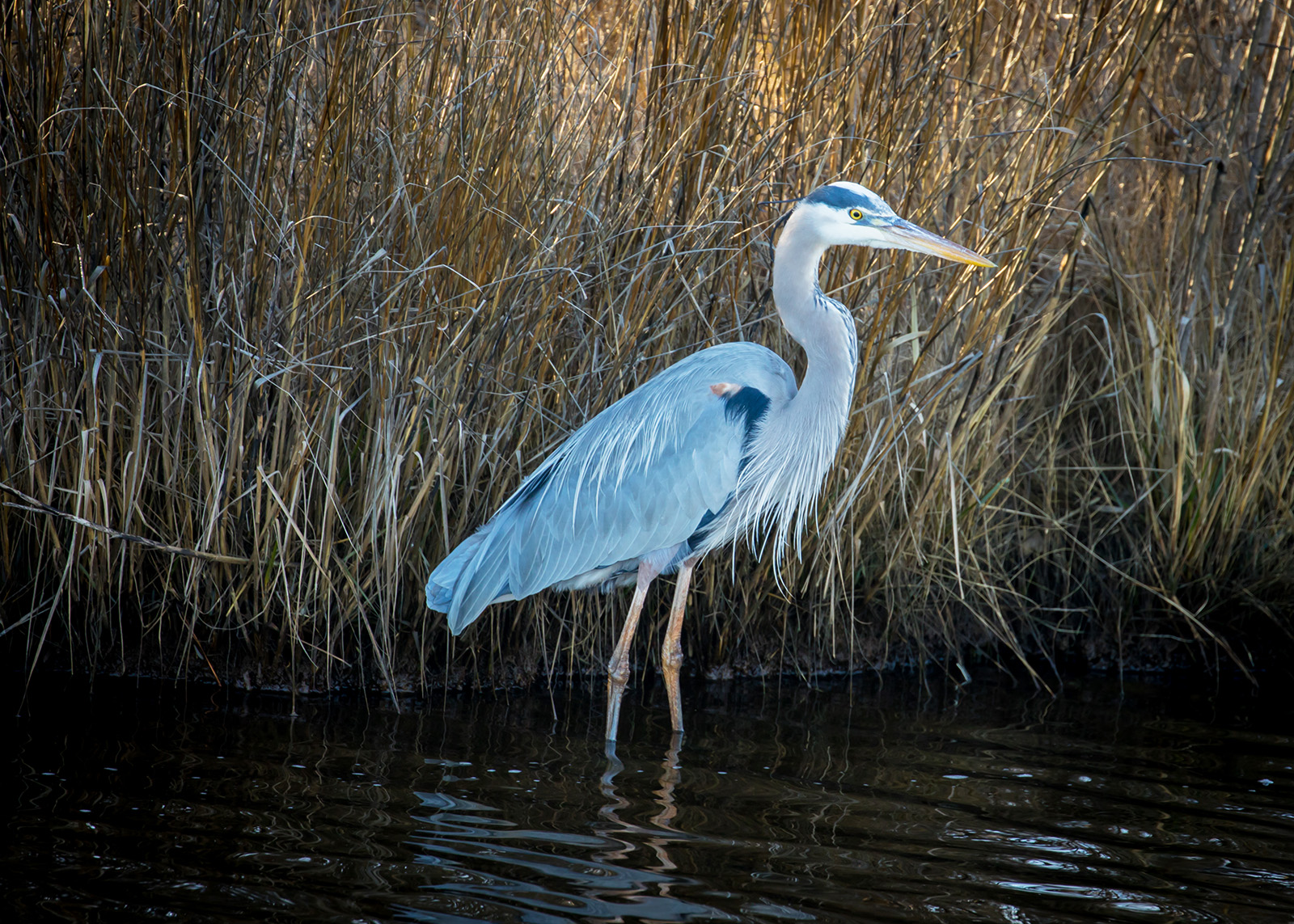 Un magnifique grand héron se tenant dans l'eau d'un marais.