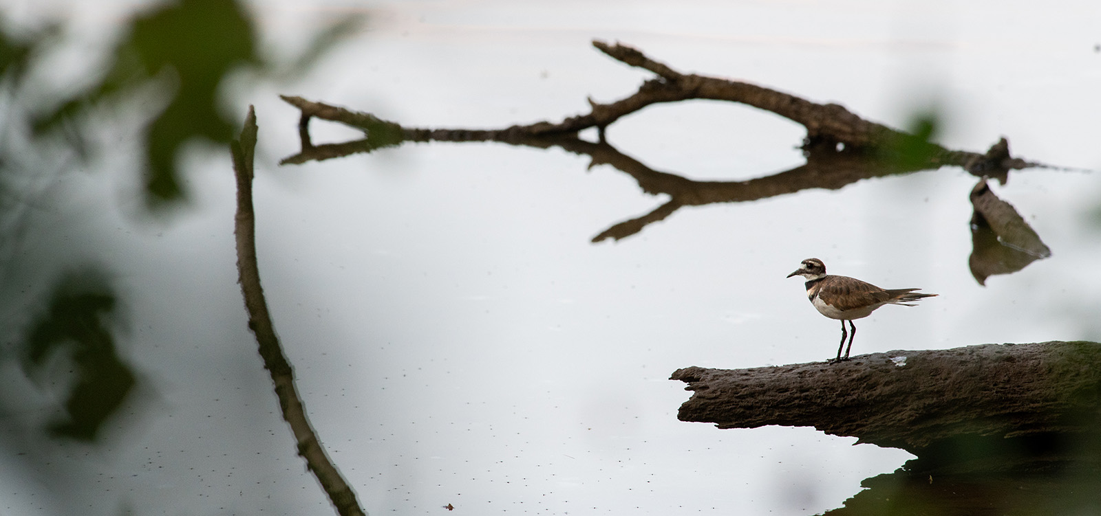 Un petit oiseau killdeer perché sur un tronc qui dépasse dans l'eau.