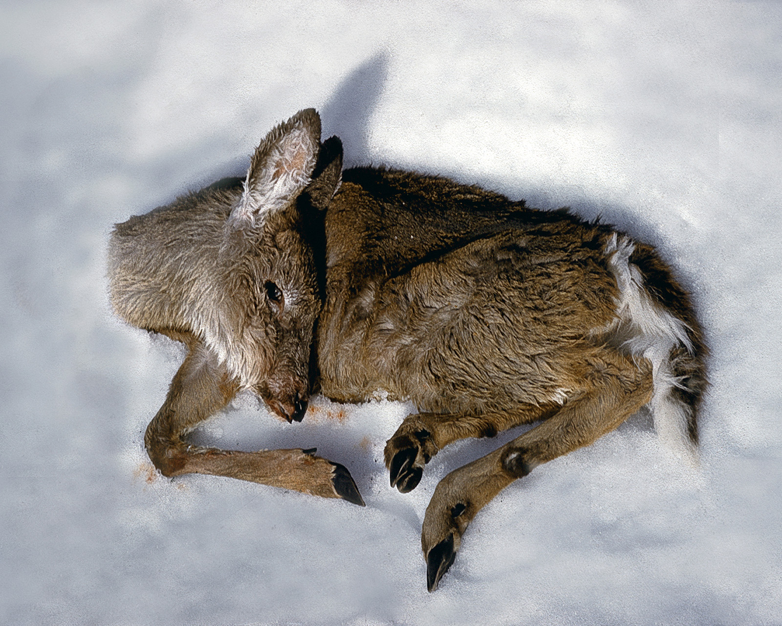 Cerf décédé couché sur le côté dans la neige, la tête repliée sur le côté.