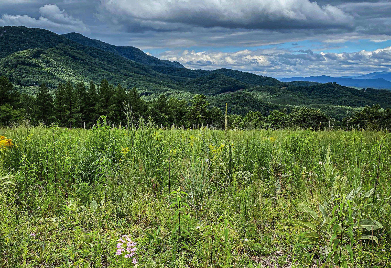 Une photo d'un champ vert plein de végétation avec des montagnes en arrière-plan.
