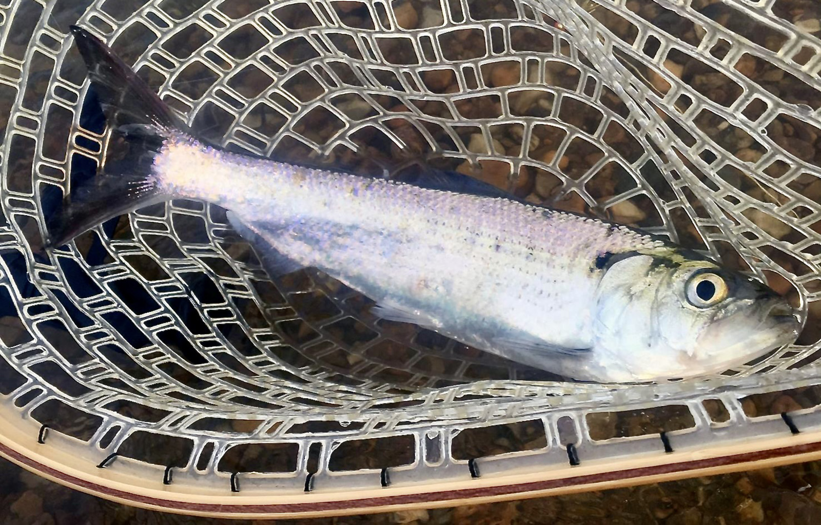 Photo d'un poisson dans un filet en caoutchouc.