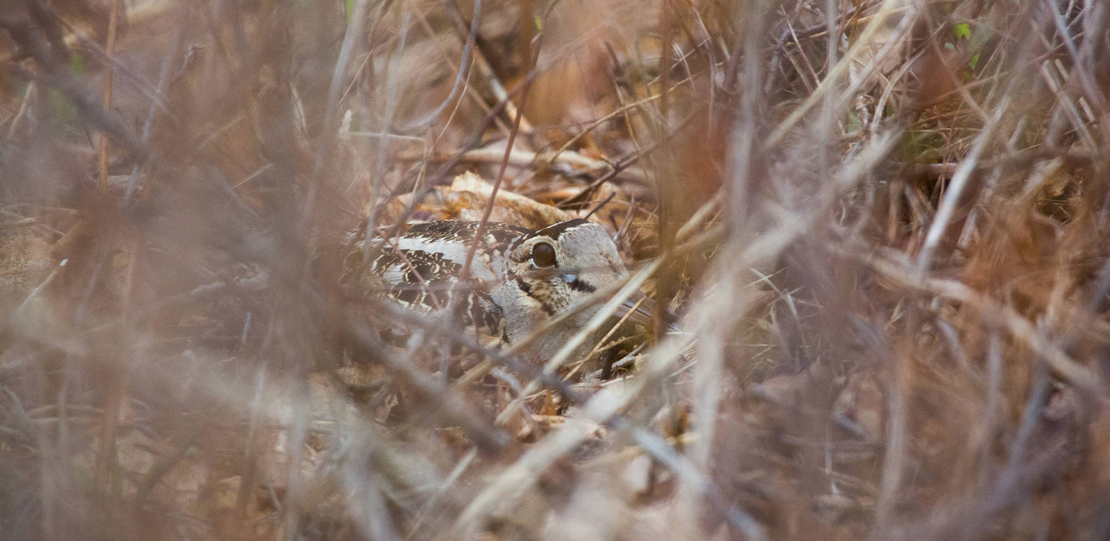 Une photo de l'œil d'un petit oiseau gris et brun blotti dans l'herbe haute et brune.