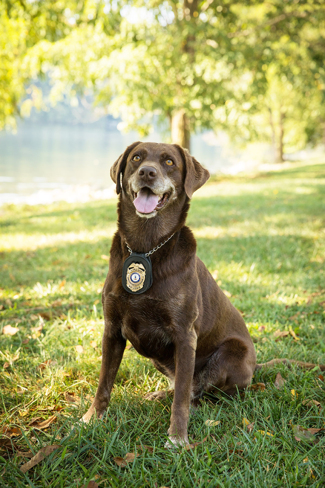 Une photo d'un labrador brun assis fièrement, avec un badge des forces de l'ordre à son collier.