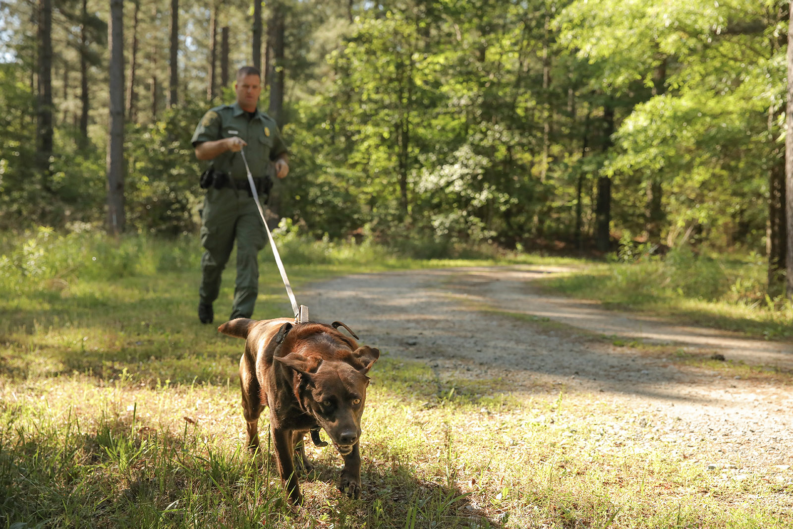 Une photo d'un chien Labrador Retriever marron courant dans un harnais avec une longue laisse, avec un agent de la police de la conservation tenant la laisse. 