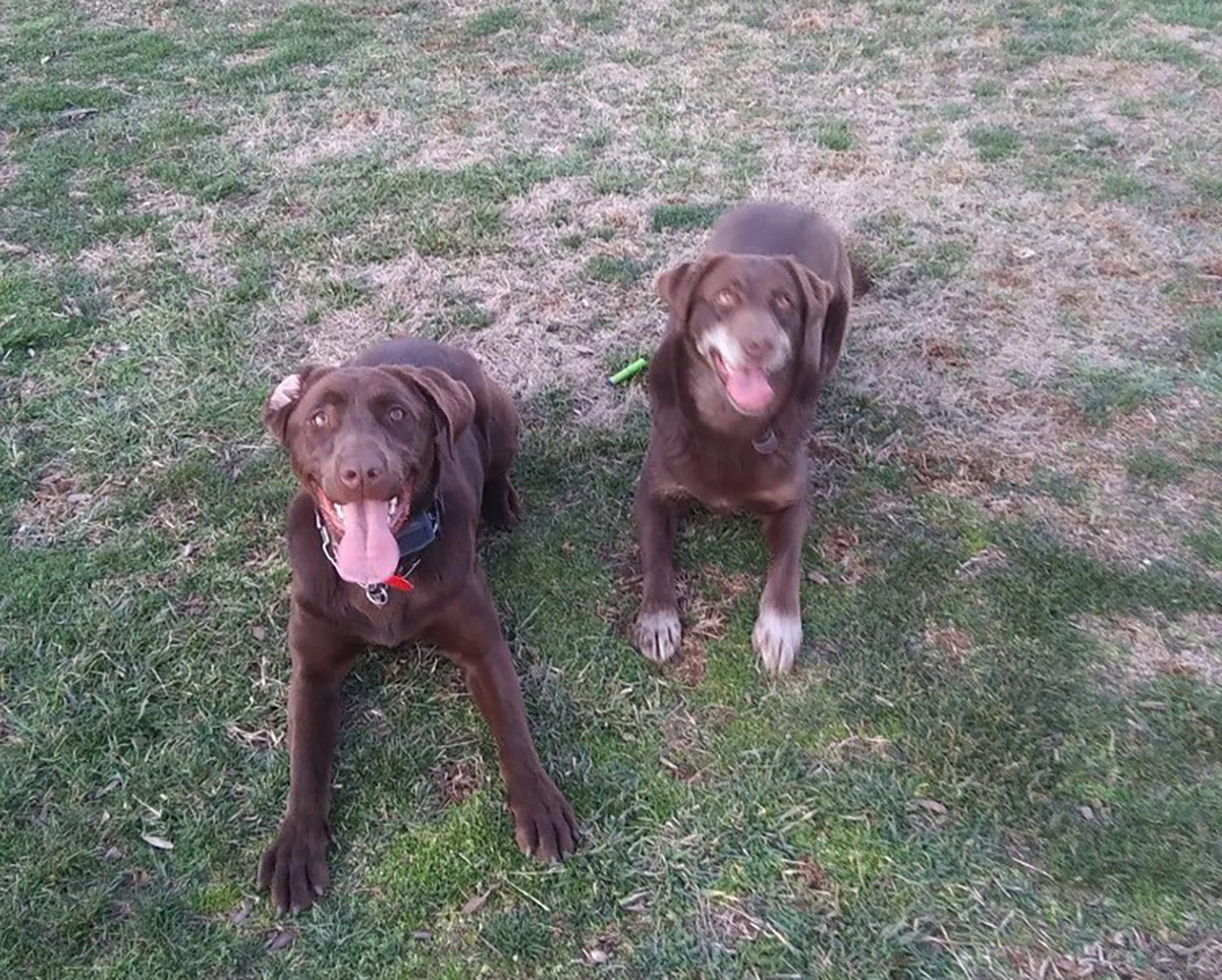 Deux chiens Labrador Retriever bruns allongés l'un à côté de l'autre, l'air heureux.